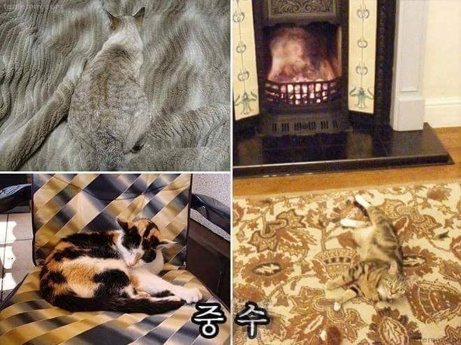당신의 고양이는? | 인스티즈