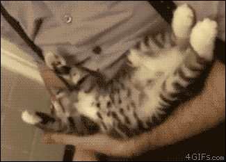 고양이 쥬금.gif | 인스티즈