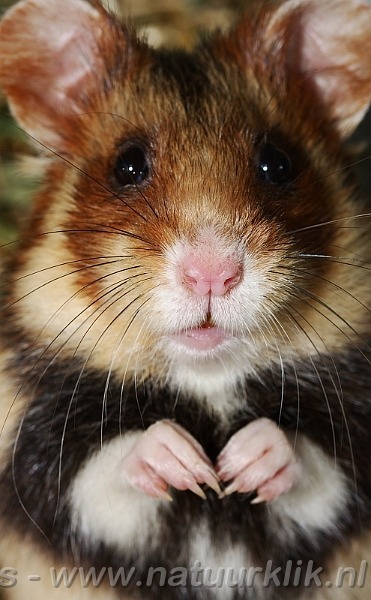 유럽의 야생햄스터 야생답게 흉폭함주의 | 인스티즈