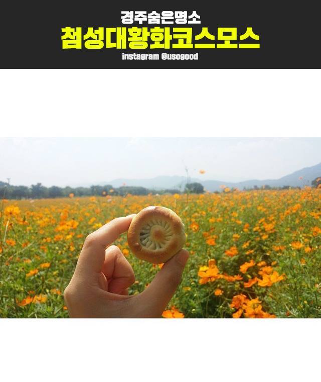 경주에 여행간다면 인생사진이 절로 나온다는 장소 리스트 (첨성대사진아님주의) | 인스티즈