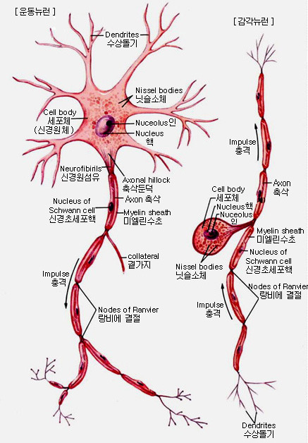 뉴런 이미지