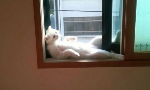 우리집 고양이 정말 뭐 있는게 아닐까.jpg | 인스티즈