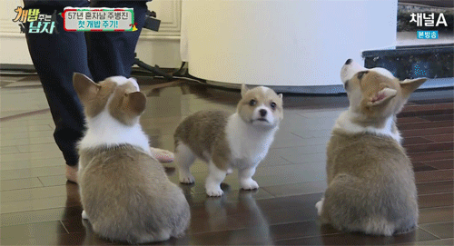 짧은 다리가 매력적인 웰시코기.gif | 인스티즈