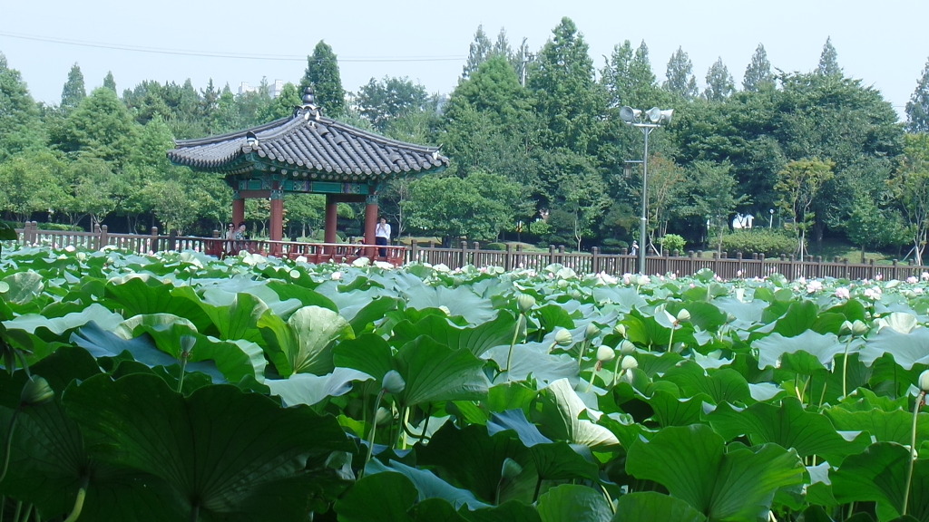 데이트 코스로 유명한 전주 덕진공원 예쁜 연꽃 풍경 | 인스티즈