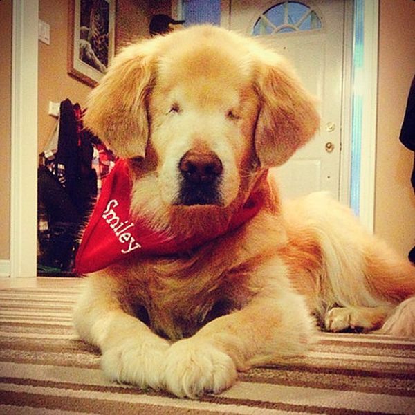 두 눈이 없이 태어난 골든 리트리버 | 인스티즈