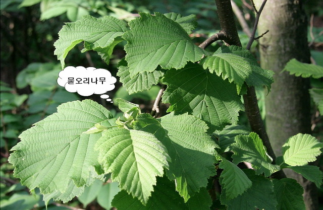 오리나무 이미지
