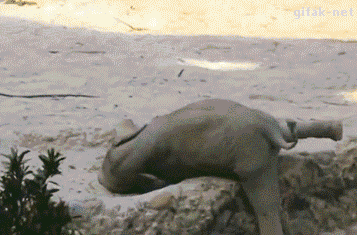엄마 부르는 새끼코끼리. GIF | 인스티즈
