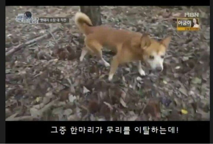 맷돼지 전문 사냥개의 위엄.jpg | 인스티즈