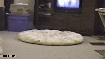 오직 고양이만이 가능한 개인기 | 인스티즈