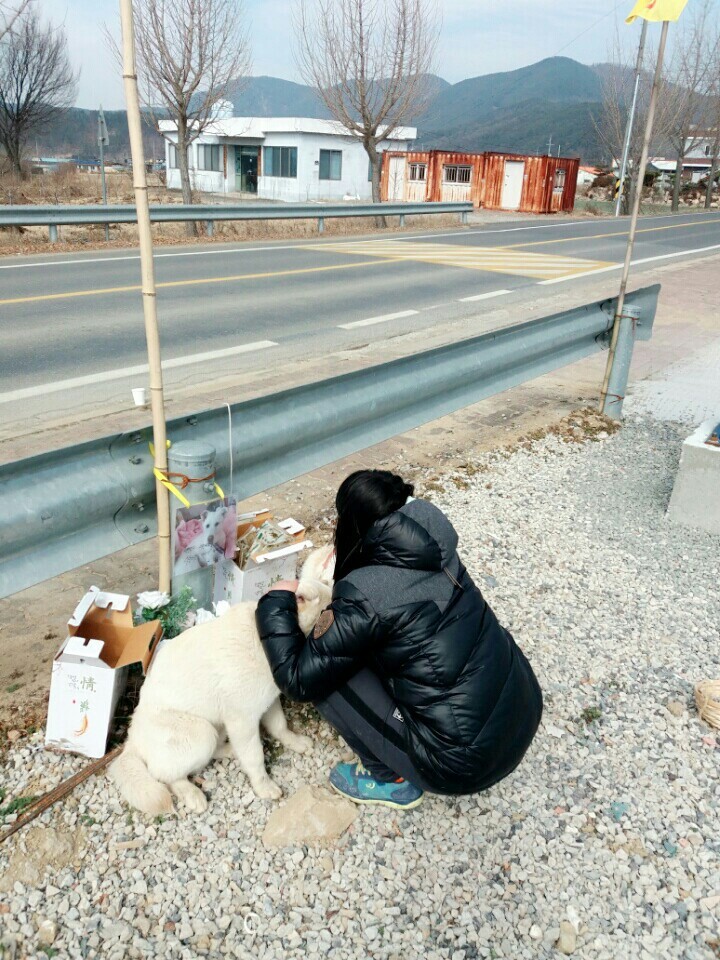 창녕 매실이 이야기를 아시나요?개소주가 되어서 돌아온 우리 매실이를 기억해주세요. 동물보호법강화를 위해 관심가져주세요 | 인스티즈