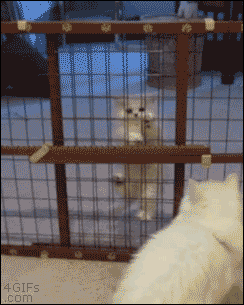 부모 고양이 & 새끼 고양이 | 인스티즈