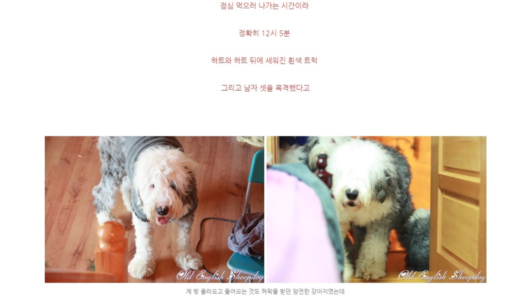 잃어버린 강아지를 누가 잡아먹음 | 인스티즈