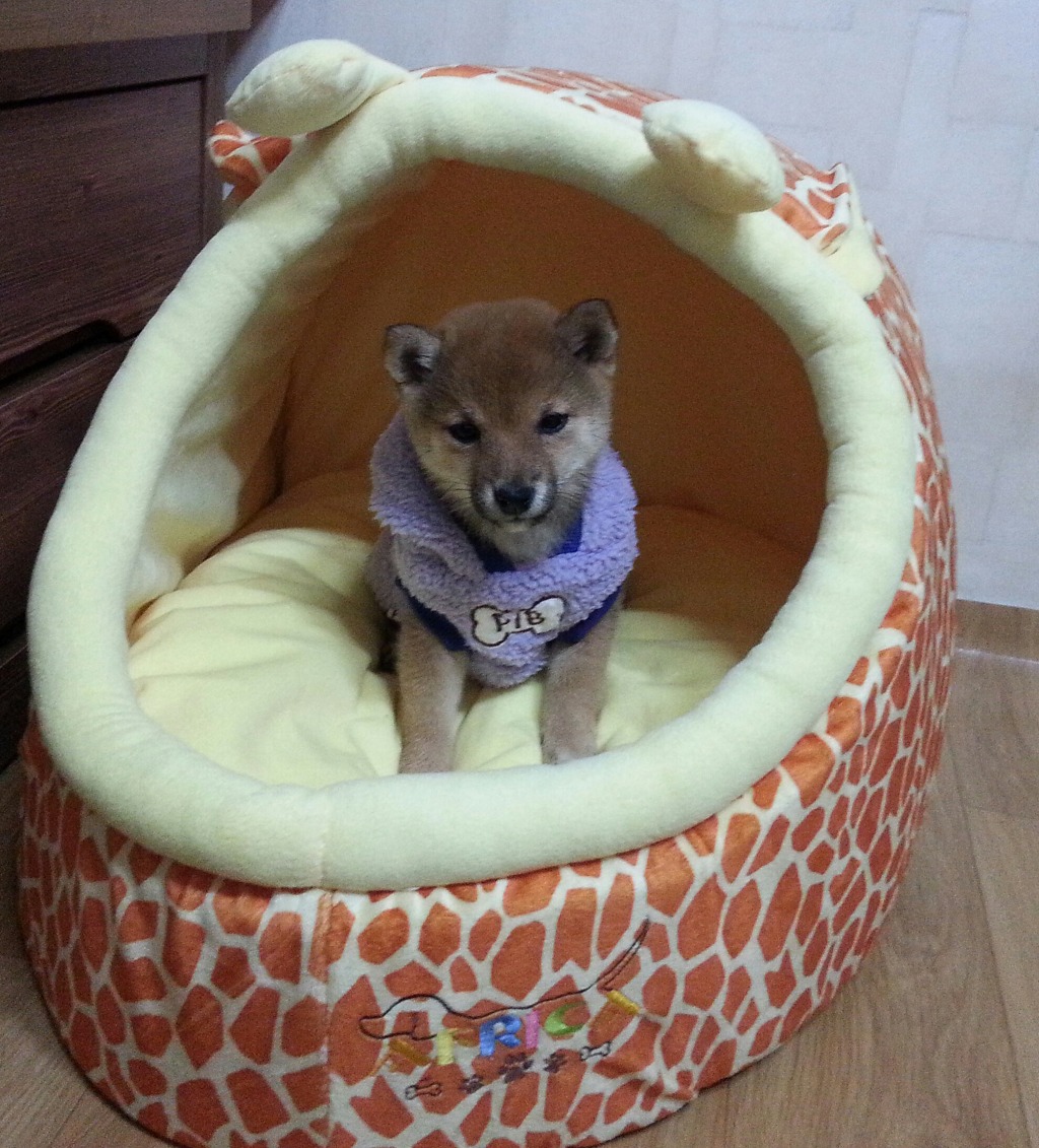 마메루 이미지