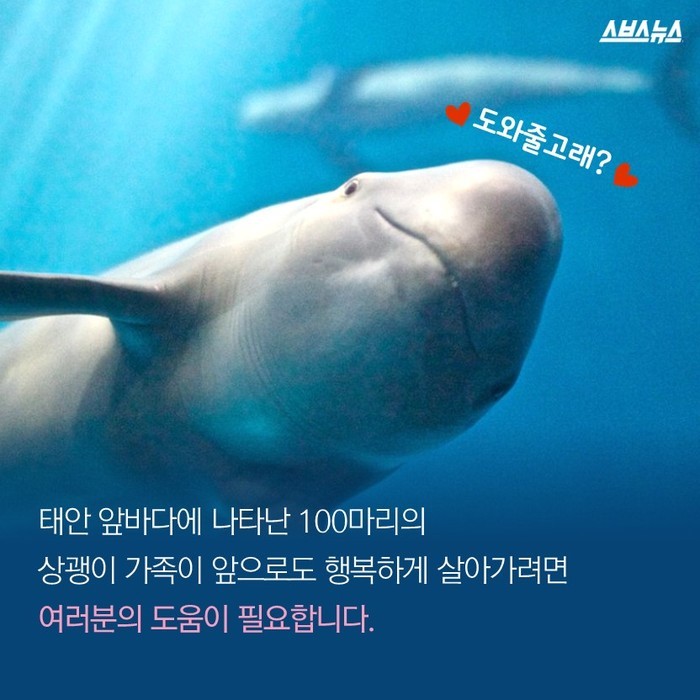 한반도의 토종 돌고래 상괭이 | 인스티즈