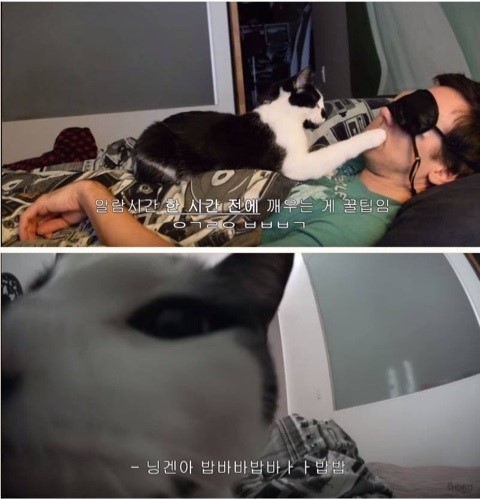 집냥이들아 팁 알려준다ㅇㅇ | 인스티즈
