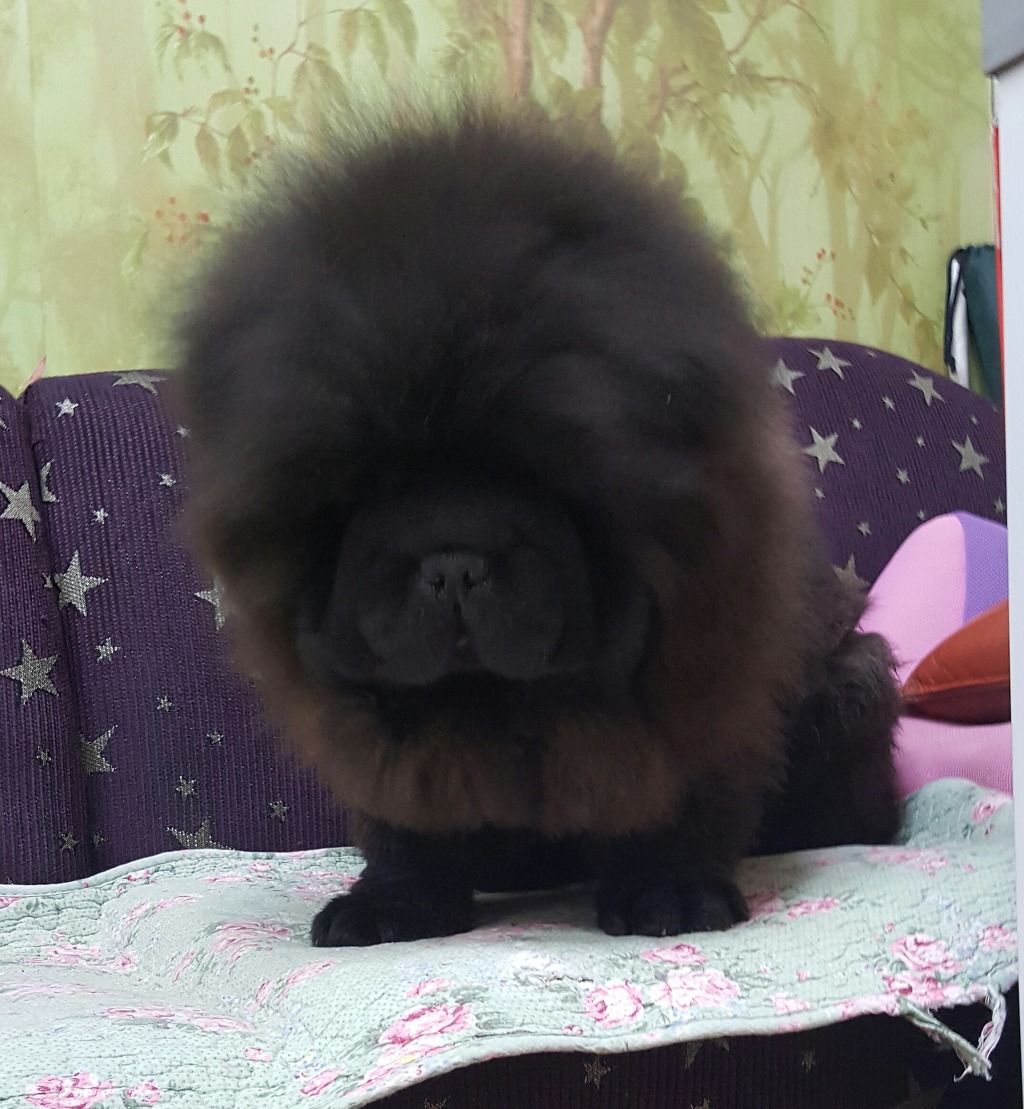 황제1 이미지