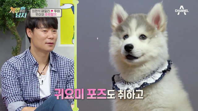 겁나 귀여운 최현석 셰프 강아지 뚜이(오드아이 시베리안 허스키).jpg | 인스티즈