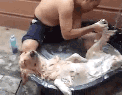 그냥 강아지 고양이 gif | 인스티즈