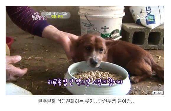 소를 어미라고 생각하는 강아지 | 인스티즈