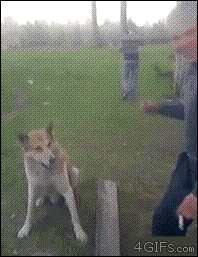 아이고 개사장 .gif | 인스티즈