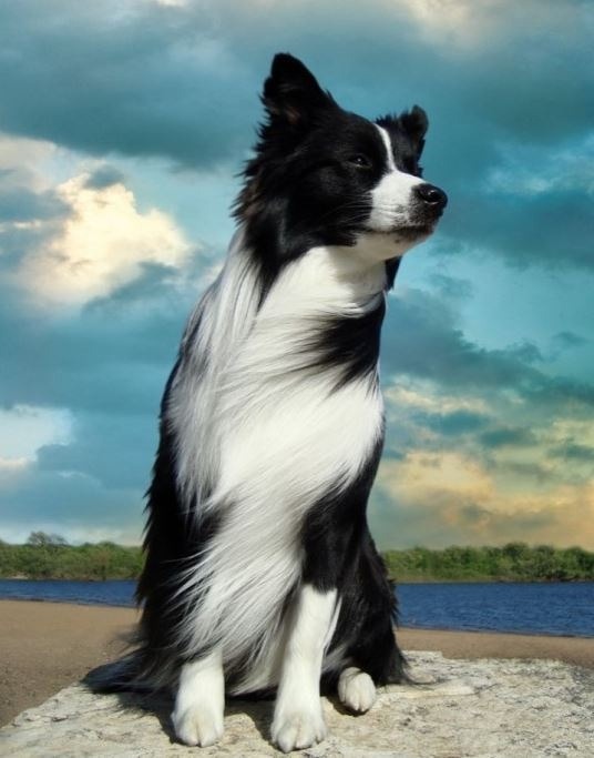 양몰이견의 위엄 | 인스티즈