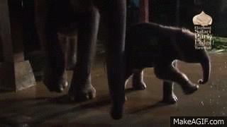 태어나자마자 걸어다니는 아기코끼리.gif | 인스티즈