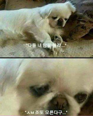 인생이 짜증날때 보면 좋은 짤 모음.jpg | 인스티즈