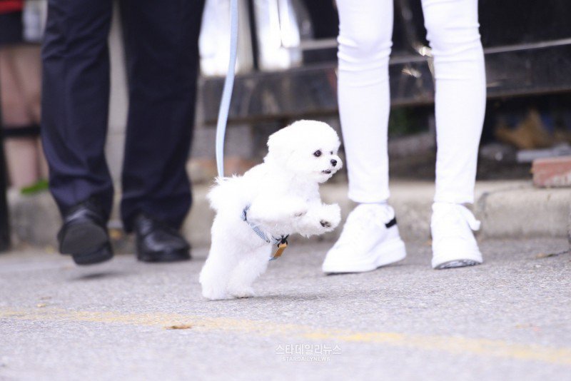 음악방송 출근하는 강아지.jpg | 인스티즈