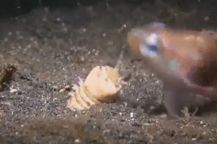 신기한 동물의 세계.gif | 인스티즈