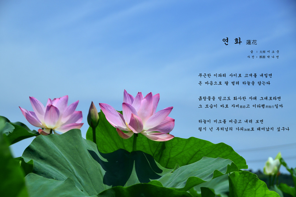 연화미소 이미지