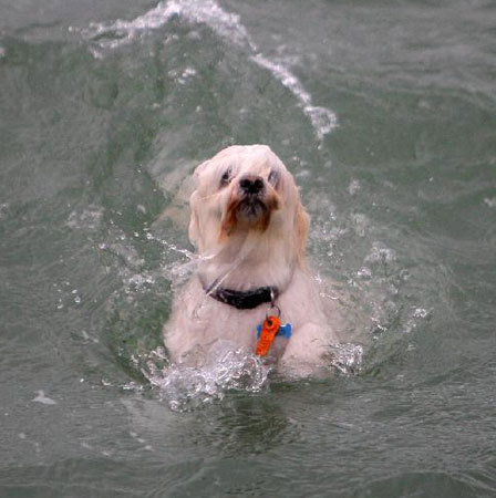 강아지 구출 청년 | 인스티즈