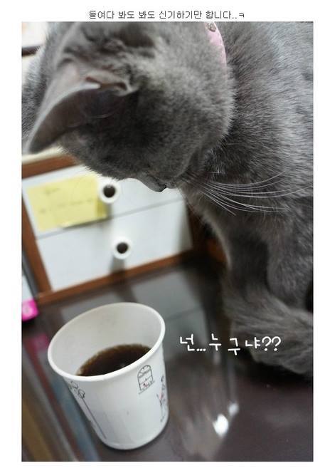 탄산이 신기한 냥이.jpg | 인스티즈