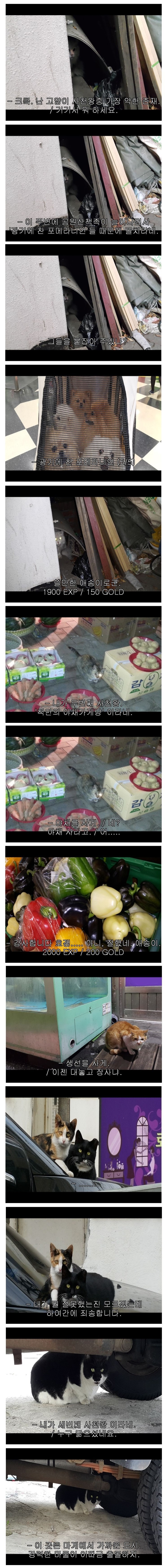 이사를 갔으면 길고양이 조직에게 인사를 해야 한다 | 인스티즈