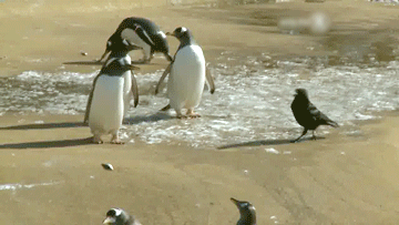 까마귀의 영리함.gif | 인스티즈
