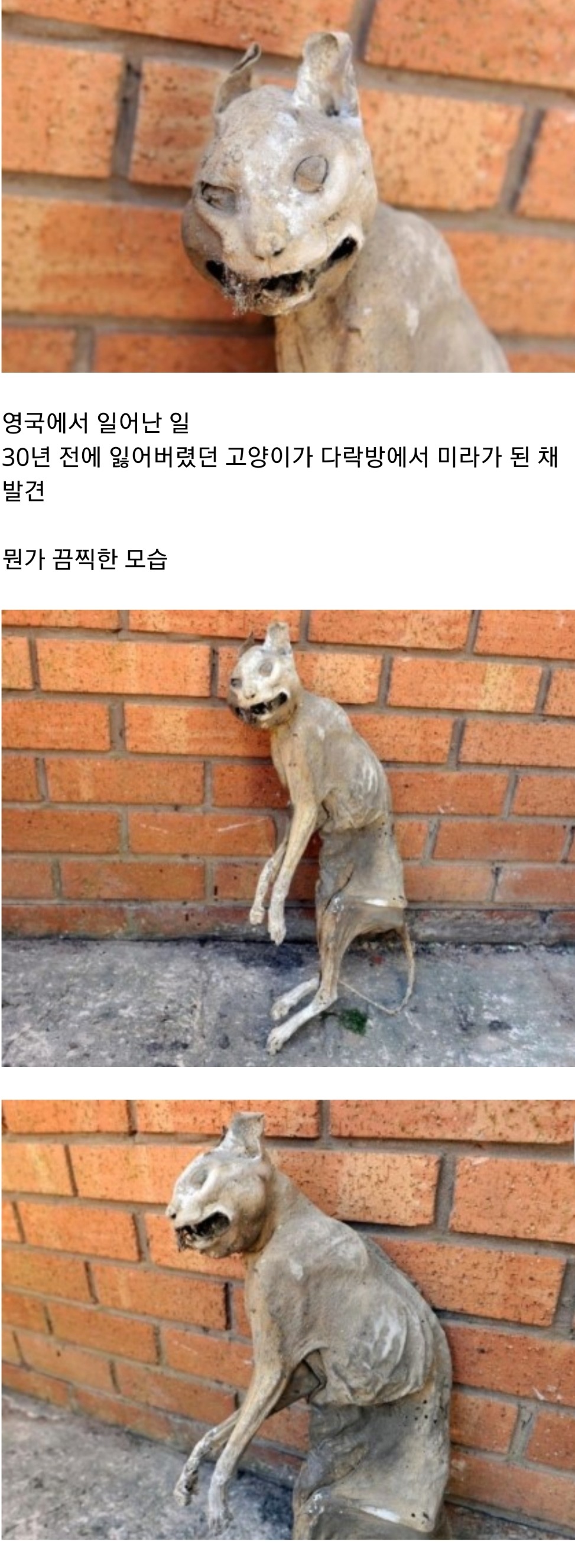 30년전에 잃어버린 고양이, 미라가 된 채 발견 | 인스티즈