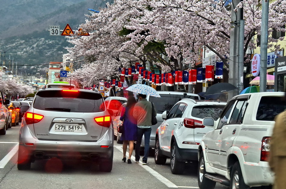 대한민국 최고의 벚꽃축제 | 인스티즈