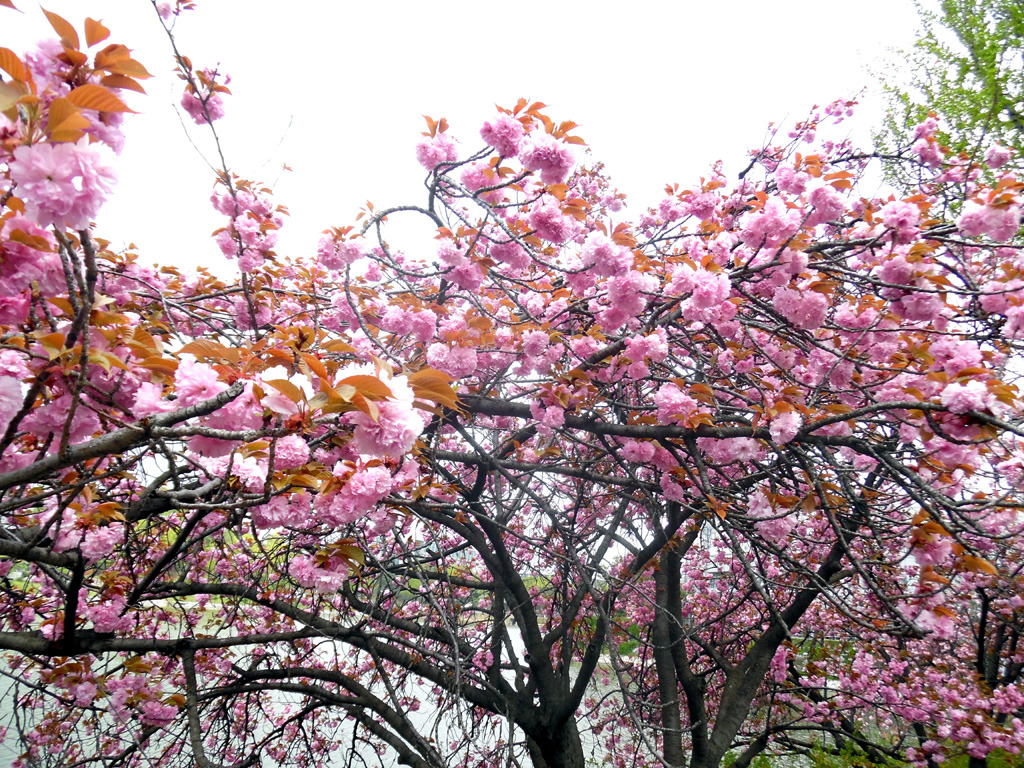 산홍 이미지