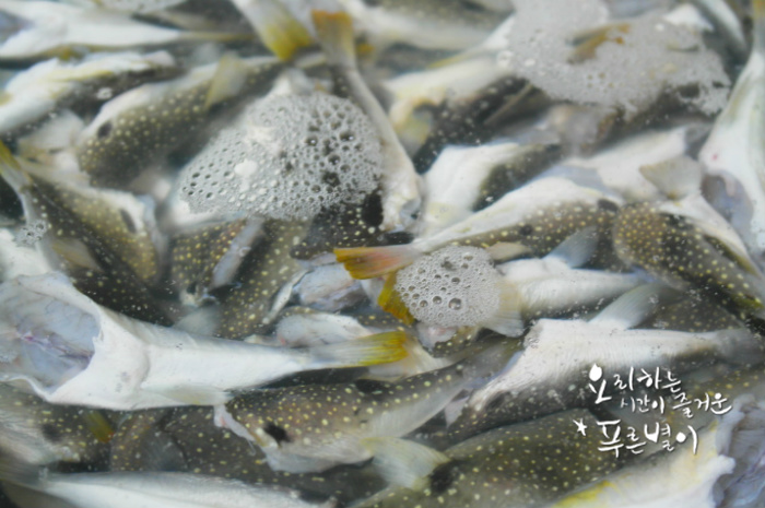 일품복어 이미지