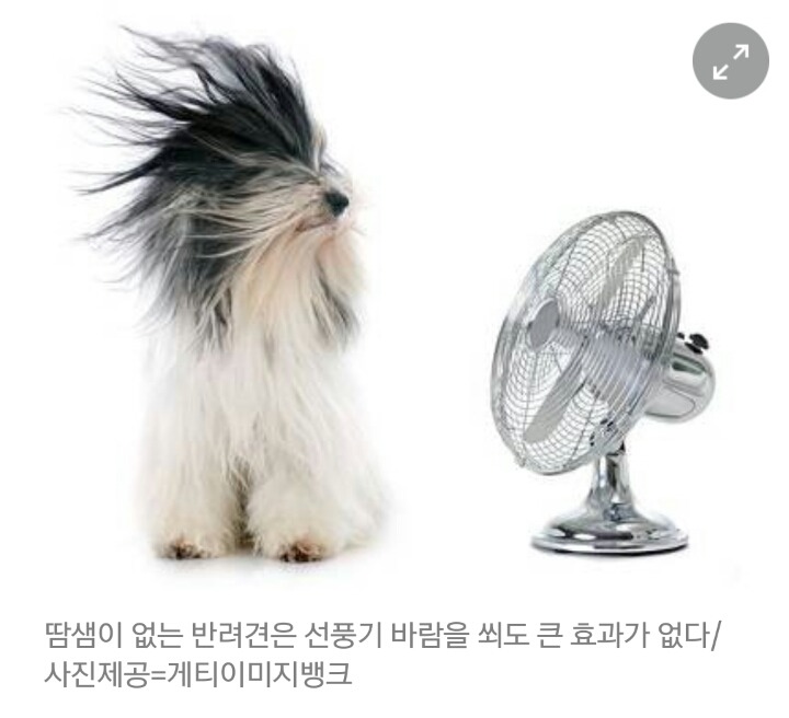선풍기 바람, 땀샘 없는 반려견에겐 효과 없어..여름 잘 나려면? | 인스티즈