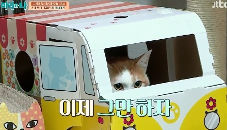 [마리와나] 뚱보냥 호동이 다이어트 시키기 (feat.먼지) | 인스티즈