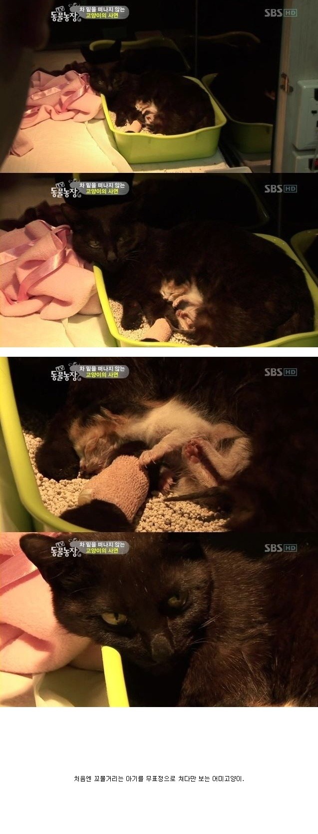 눈물을 흘리는 고양이 | 인스티즈