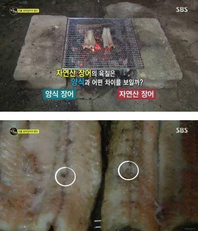 민물장어의 위엄 | 인스티즈