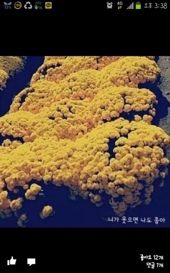 야심한 밤에 올리는 치느님 사진들 | 인스티즈