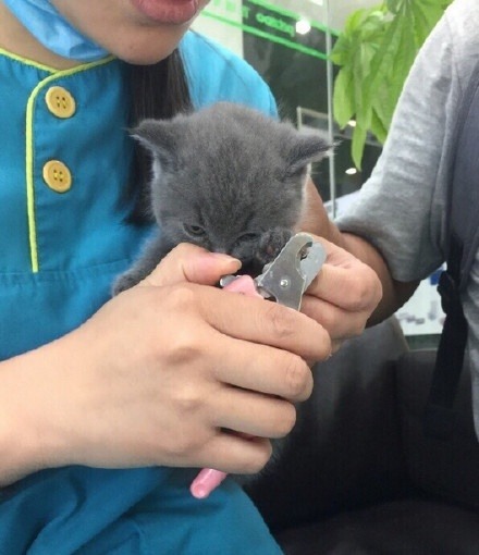심기불편한 아기고양이 | 인스티즈