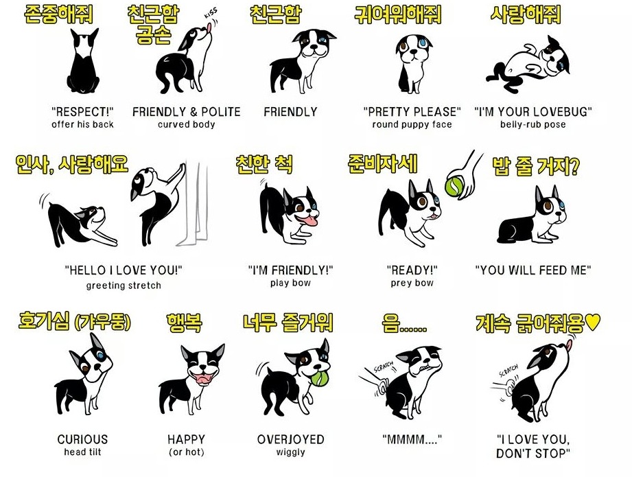 강아지 행동의 의미 | 인스티즈