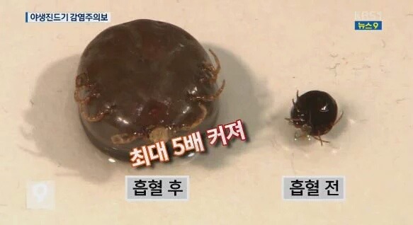 진드기 흡혈 전 후 비교.jpg (혐오주의) | 인스티즈