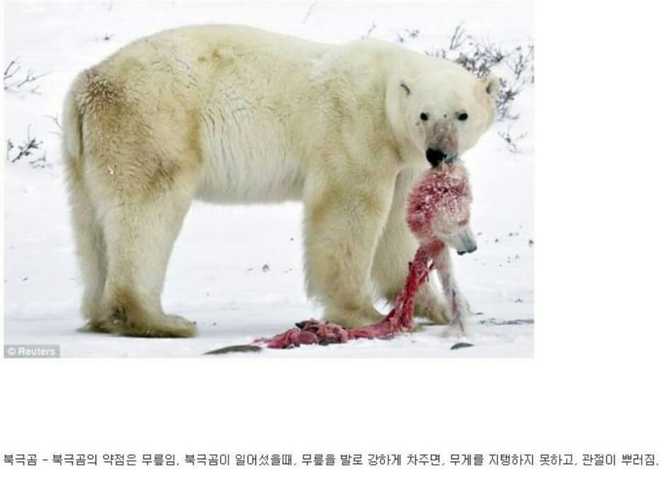 동물이랑 1대1로 싸워서 이기는 방법 개꿀팁. jpg | 인스티즈