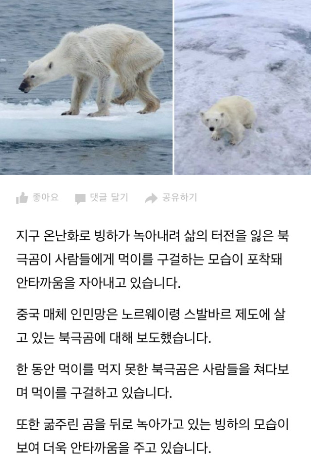 지구 온난화로 영양실조 걸려 사람에게 먹이 구걸하는 북극곰 | 인스티즈