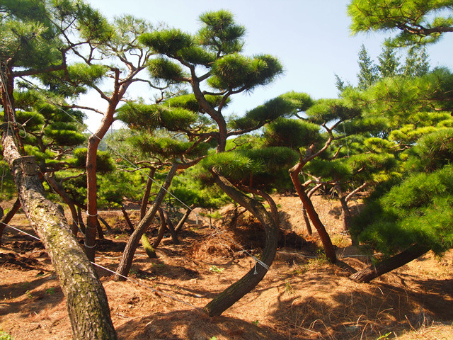 솔조경 이미지