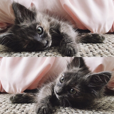 Tumblr : #cat #pink | 인스티즈